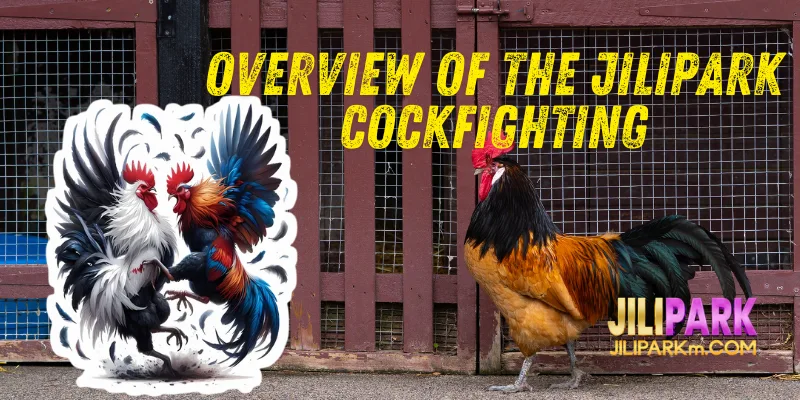 Overview of the Jilipark Cockfighting