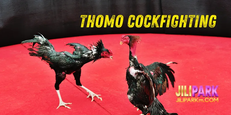 Thomo Cockfighting - Famous Arena in Cambodia.